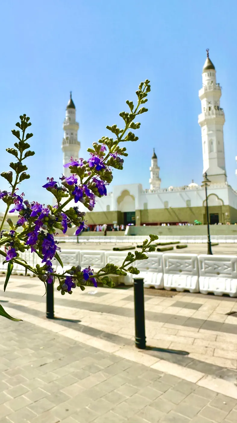 Purple blossoms in the foreground with the white minarets of Masjid Quba behind